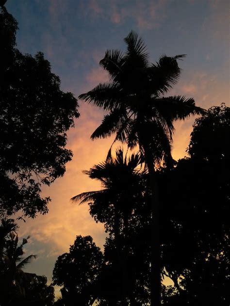 Silhouette of Trees during Sunset · Free Stock Photo