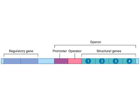 Justifying The Need For The Regulation Of Gene Expression Practice