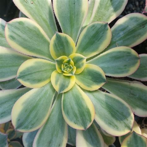 Aeonium Sunburst Mid Valley Trees