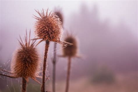 Wallpaper Sunlight Depth Of Field Nature Reflection Plants