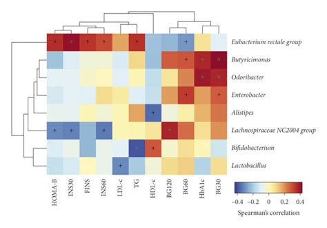 Heat Map Showing Spearman Correlations Between Different Gut Microbiota