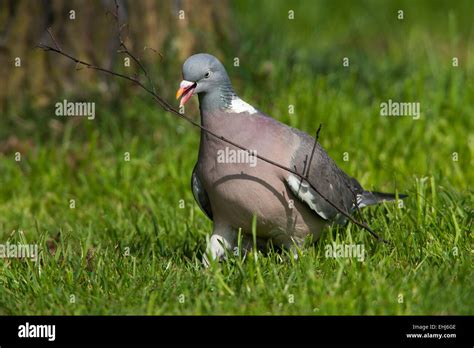 Wood Pigeon Columba Palumbus Adult On The Ground Collecting Twigs For