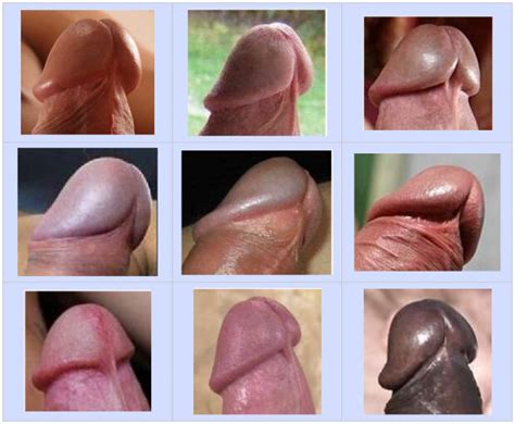 Penis Head Shapes Kyblue333