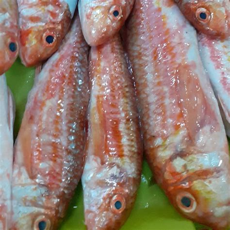 Comprar Salmonete Fresco De Galicia Pescado Gallego A Domicilio