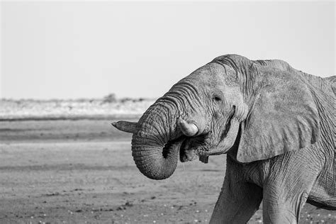 Elefant Namibia Afrika Kostenloses Foto Auf Pixabay