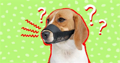 Dog Muzzles When You Need One And How To Use Them Humanely Dodowell