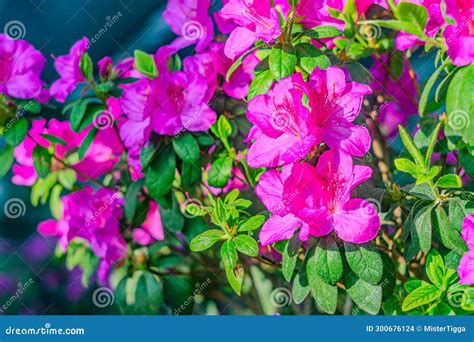 Rhododendron Indicum Is An Azalea Rhododendron Species Native To Japan