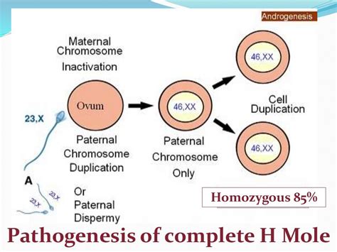 Gestational Trophoblastic Diseases