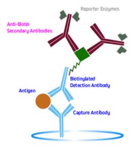 Elisa Guide Part Introduction To Elisa Formats And Signal