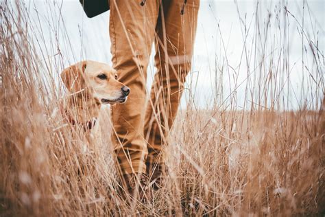 Guide To The 2024 Dove Season Texas Huntwise