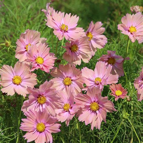 Cosmos Grandes Fleurs Rubenza Cosmos Bipinnatus