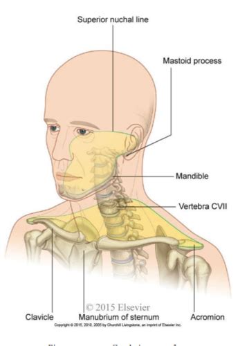 MSK Head And Neck Flashcards Quizlet