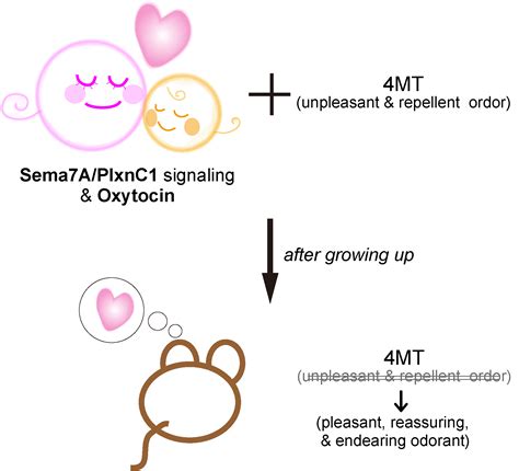 Smell You Later Exposure To Smells In Early Infancy Can Modulate Adult