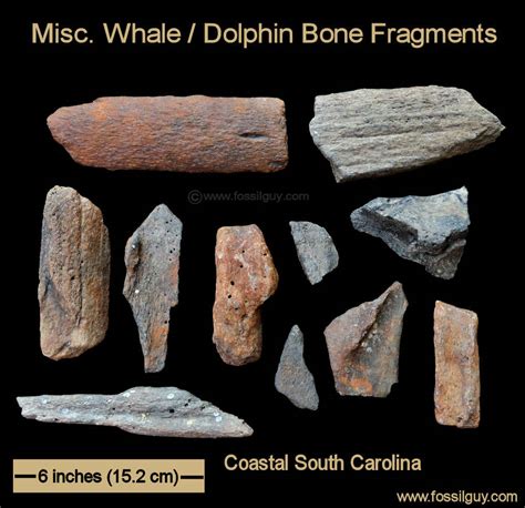 Arriba 54 Imagen How To Identify A Fossil Bone Abzlocalmx