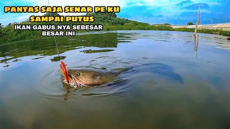 Rejeki Mancing Disungai Krajaan Ikan Gabus Besar Mancing Ikan Gabus