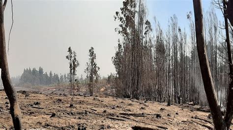 Ya Pasó El Riesgo Para Viviendas Por El Incendio Entre Nacimiento Y Santa Juana Cooperativacl