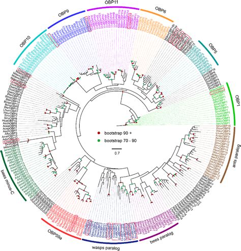 Maximum Likelihood Phylogeny Of Odorant Bind Proteins Obps In