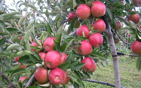 Apple Triple Royal Gala Braeburn And Granny Smith