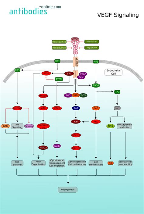 Vegf Signaling Antibodies