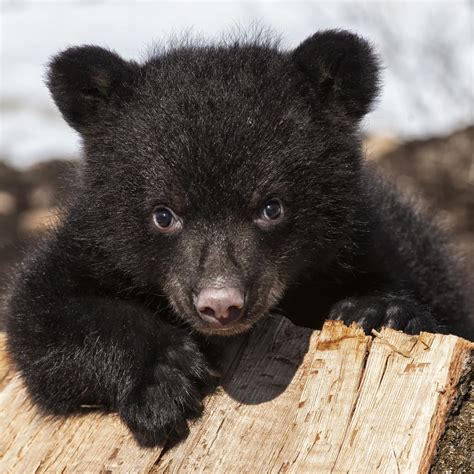 Really Cute Baby Bears