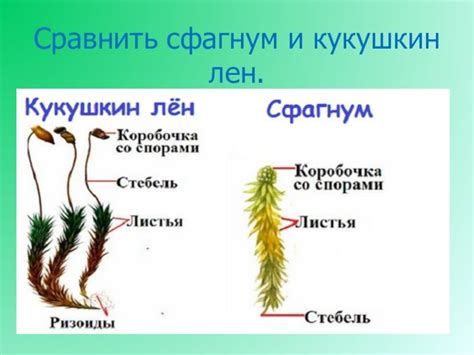 Мох сфагнум рисунок (50 фото) скачать бесплатно