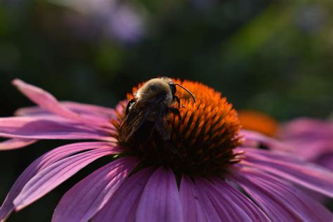 Echinacea Benefits For Home Herbalists Indie Herbalist