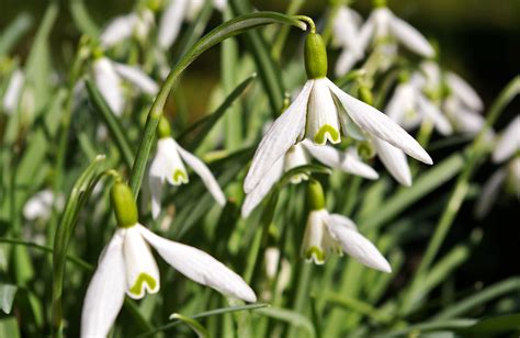 Bildet Natur Anlegg Hvit Blomst V R Botanikk Hage Flora