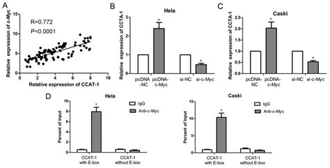 Expression Of CCAT 1 Was Up Regulated By C Myc Protein A There Was A