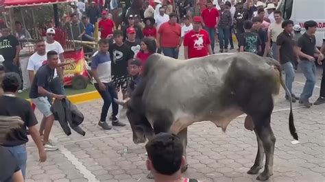 Críticas Contra Fiesta Tradicional En Veracruz Por Presunto Maltrato