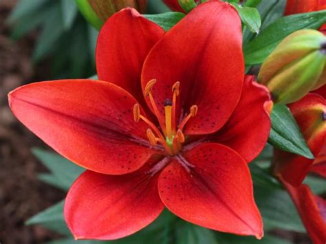 How To Plant Grow And Care For Asiatic Lilies HGTV