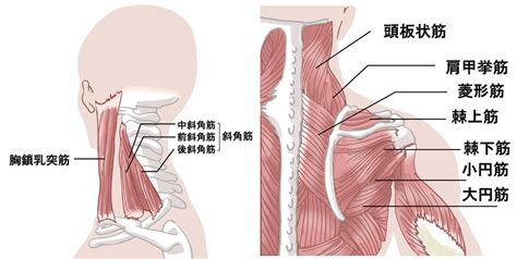 肩こりの原因は首・肩甲骨まわりの筋肉の疲労？p C作業の人要注意！ 東京神田整形外科クリニック