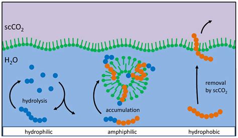 Selection Of Prebiotic Molecules In Amphiphilic Environments V