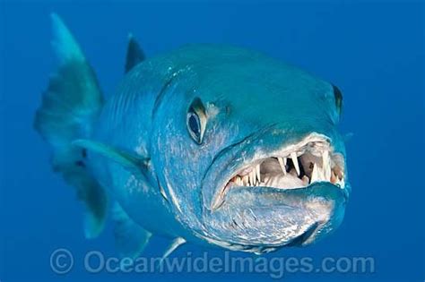 Great Barracuda (Sphyraena barracuda) - showing teeth. Found throughout ...