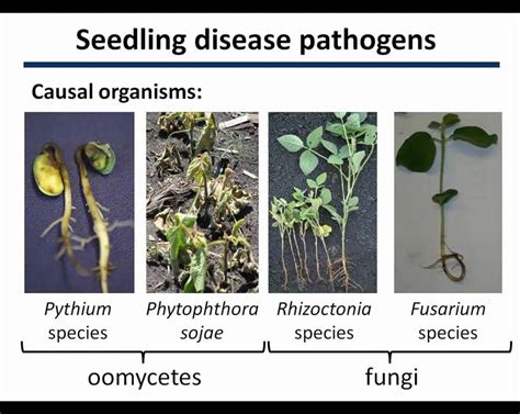 Oomycete Vs Fungi The Biology Makes A Difference On Vimeo