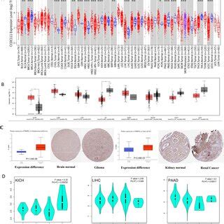 The Expression Levels Of PRIMPOL In Pan Cancer A TIMER2 0 Showed The