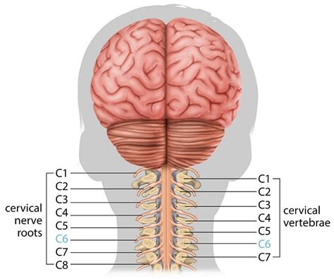 C6 Spinal Cord Injury: What to Expect & How to Recover