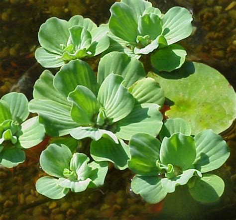 Pistia Stratiotes Water Lettuce Hillier Water Gardens