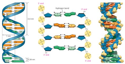 Mengenal Gen Dna Rna Dan Kromosom Biologi Kelas Riset