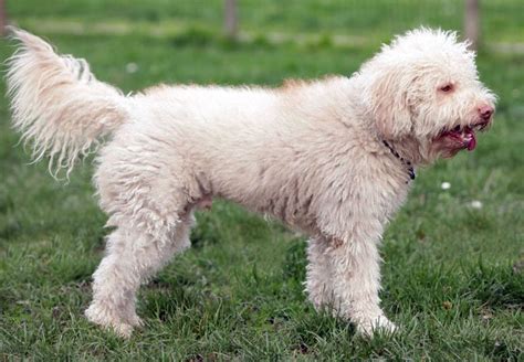 Lagotto Romagnolo Carattere E Informazioni Sul Cane Da Tartufo Bepuppy