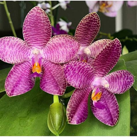 Jual Anggrek Phalaenopsis Mok Choi Yew Gigantea X Violacea Shopee