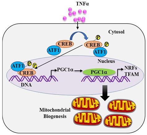 IJMS Free Full Text Molecular Mechanisms Underlying TNFα Induced