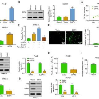 Overexpression Of Sirt Induces Ferroptosis And Inhibits Glycolysis In