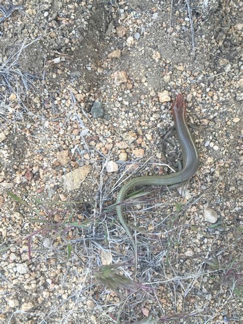 Gilbert S Skink In April By Alyssa Semerdjian Inaturalist