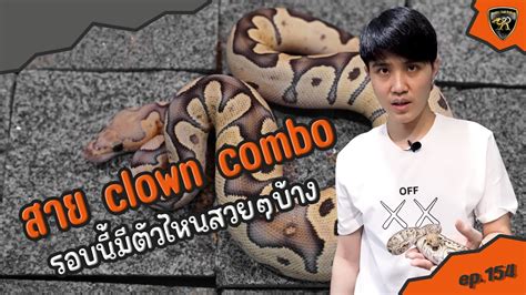 Clown Combo สายต่อยอดชั้นดี 【 Ep154 4k 】realityballpython Youtube