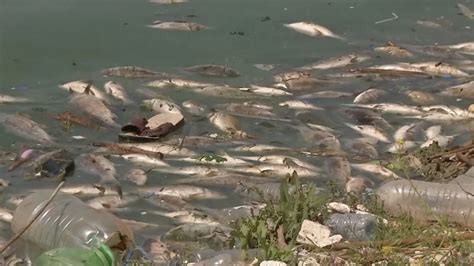 T Xicos Y Con Virus Toneladas De Peces Muertos Aparecen A Orillas De