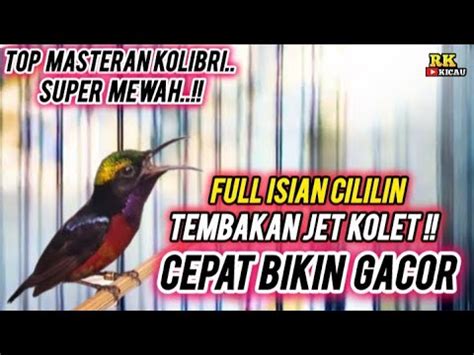 MASTERAN KONIN GACOR FULL ISIAN CILILIN ROLL TEMBAKAN SUPER MEWAH