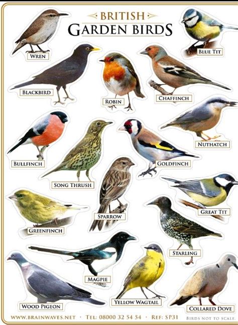 Most Common Garden Birds