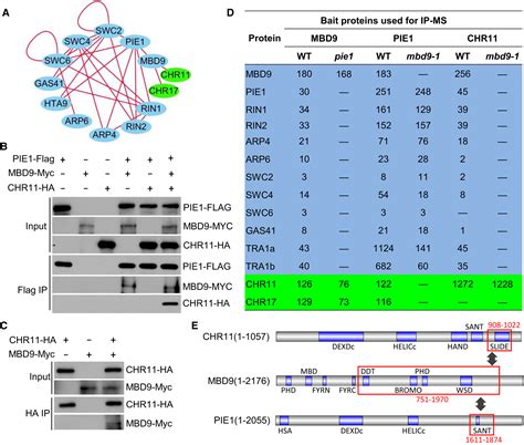 A Plantspecific SWR1 Chromatinremodeling Complex Couples Histone H2A