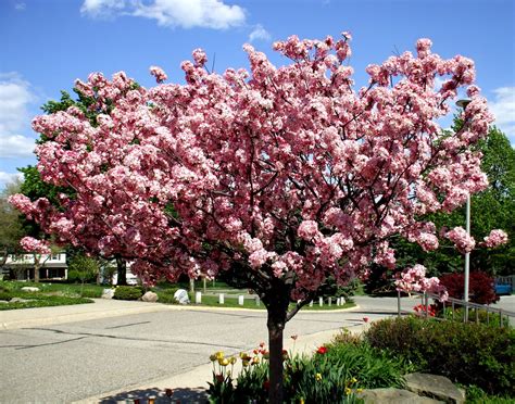 Crabapple Archives - Affordable Trees