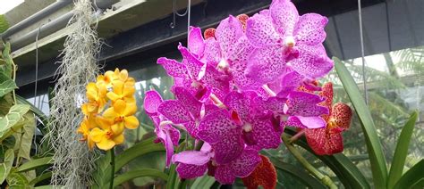 Orchid Kew Gardens John Steedman Flickr